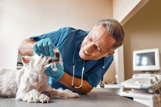 Best Dental Abscess Treatment in Honesdale, PA